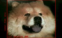 DOGS10.BMP