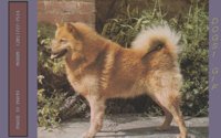 DOGS1.BMP