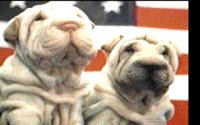 DOGS.BMP