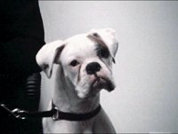 DOG1S.BMP