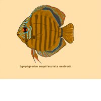 DISCUS.BMP