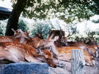 DEERS.BMP
