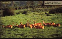 DEERHERD.BMP