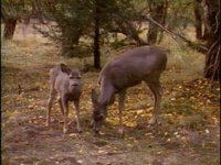DEER1.BMP