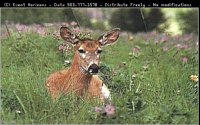 DEER.BMP