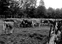 COWS.BMP