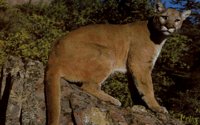COUGAR2.BMP