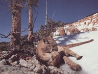 COUGAR.BMP