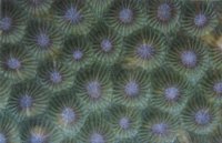 CORAL255.BMP