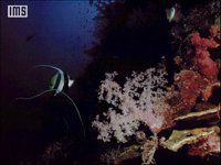 CORAL2.BMP
