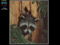 COON.BMP