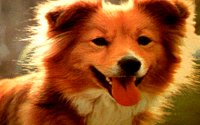 COLLIE.BMP