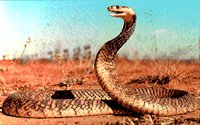 COBRA.BMP