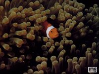 CLWNFISH.BMP