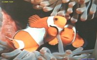 CLNFISH.BMP