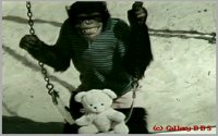 CHIMP11.BMP