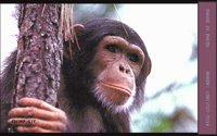 CHIMP.BMP