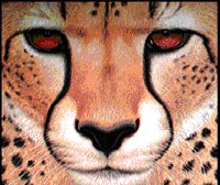 CHEETAH.BMP