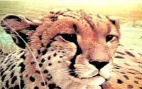 CHEETA.BMP