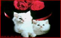 CAT_ROSE.BMP