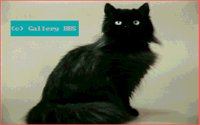 CATS9.BMP
