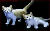 CATS8.BMP