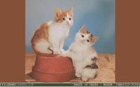 CATS5.BMP