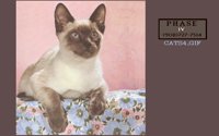 CATS4.BMP