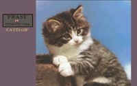 CATS3.BMP
