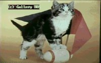 CATS20.BMP