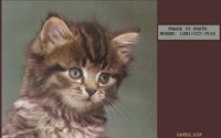 CATS2.BMP