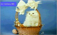 CATS19.BMP