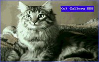 CATS15.BMP
