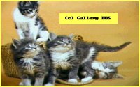 CATS14.BMP