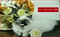 CATS13.BMP