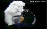 CATS12.BMP