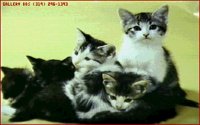CATS11.BMP