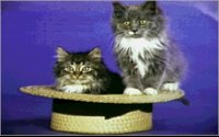 CATS10.BMP