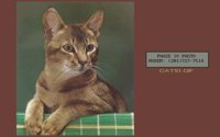 CATS1.BMP