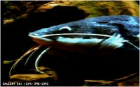 CATFISH7.BMP