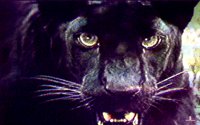 CAT5ST.BMP