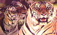 CAT3ST.BMP