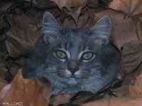 CAT2.BMP