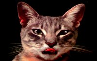 CAT.BMP