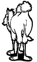 CAMEL_1M.BMP