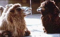 CAMELS.BMP