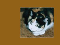 CALICO.BMP