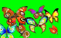 BUTRFLYZ.BMP