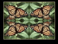 BUTRFLYS.BMP