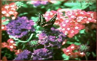 BUTRFLY9.BMP